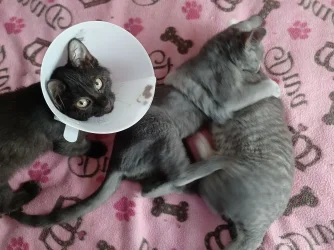kittens_wrestling8_21.webp