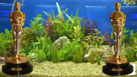 two oscars in a 40 gallon tank.webp