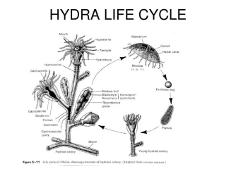 hydra-life-cycle-l (1).webp