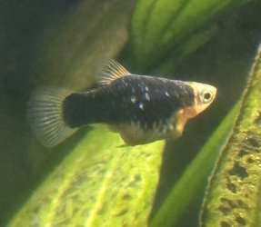 IMG_0947.jpeg