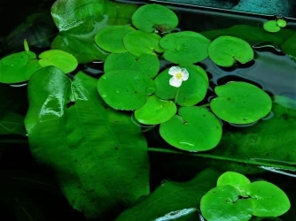 Hydrocharis morsus-ranae (1).webp