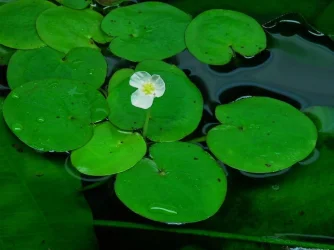 Hydrocharis morsus-ranae (3).webp