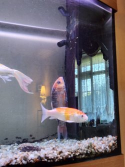 vertical fish.jpg