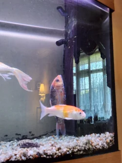 vertical fish.webp