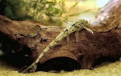 Rineloricaria parva2.webp