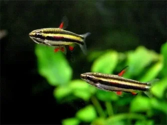 Nannostomus marginatus1.webp
