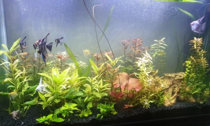 5 x 3 Angels tank.webp
