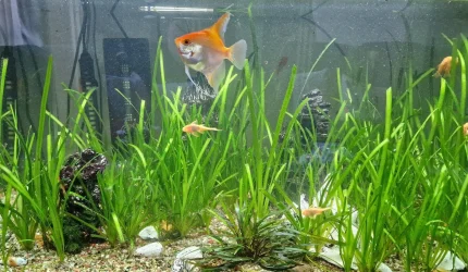 4x2 tank.webp