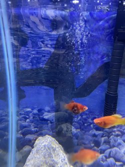 IMG_6880.jpeg