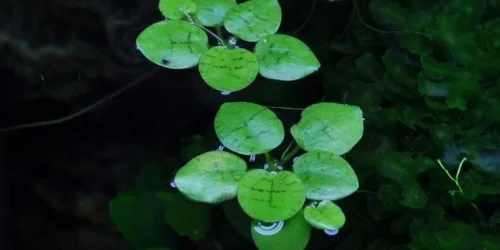Limnobium laevigatum3 (Tropica).webp