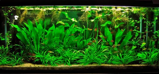 115g July 19-12.webp