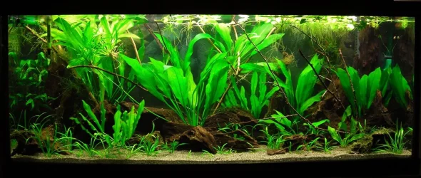 70g Feb 14-16.webp