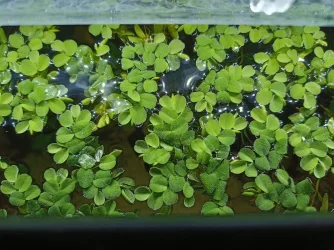 Floating Plants.webp