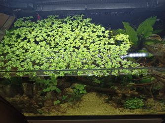 Floating Plants 3.jpg