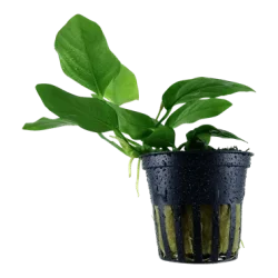 Anubias barteri nana.webp