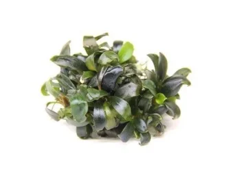 bucephalandra-spec.-serimbu-brown.webp