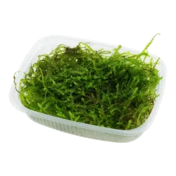 Taxiphyllum bogor moss.webp