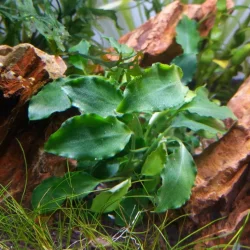 schismatoglottis p.webp