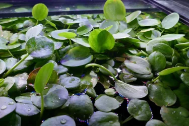 Frogbit in main tank.webp