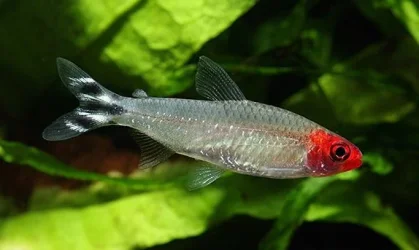 Petitella bleheri1.webp