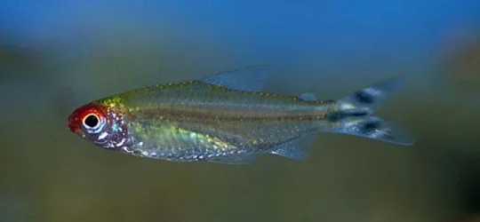 Petitella rhodostomus_1.webp