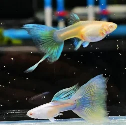 318789819_817584795996445_3588022945547084592_n.webp 318789819_817584795996445_3588022945547084592_n.webp