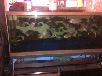 tilapia55.webp