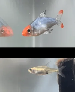 Rummynose Rasbora.webp