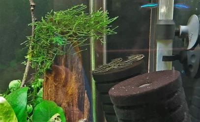C. pygmaeus on sponge filter Sept 25-2021 (1).webp
