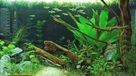 fishforums-totm-oct23.webp