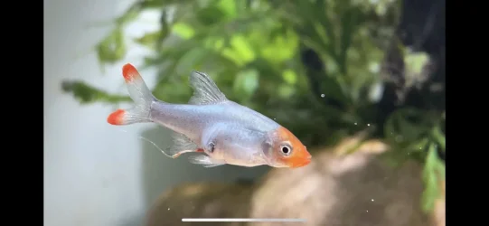 1.webp