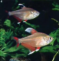 Hyphessobrycon rosaceus.webp