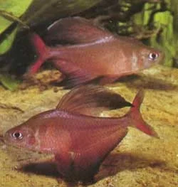 Hyphessobrycon bentosi1.webp