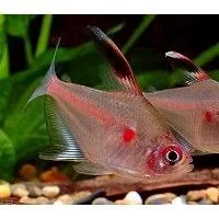 Hyphessobrycon erythrostigma1.webp