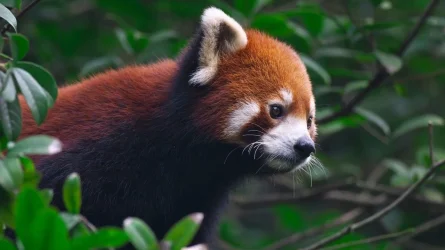 turning-red-pixar-pandas-endangered-climate-change-1280x720.webp