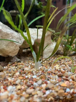 Aquarium Plant Fuzz 2.webp