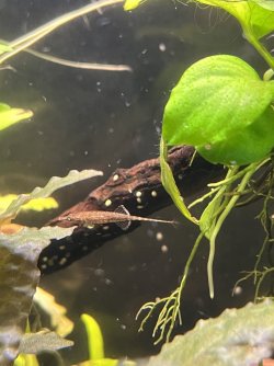 IMG_0601.JPG