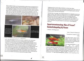 hybridestam mparae and campoma nr42c.jpg hybridestam mparae and campoma nr42c.jpg