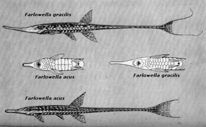Farlowella drawing.webp