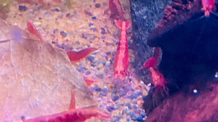 shrimp 2.webp