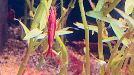 shrimp 3.webp