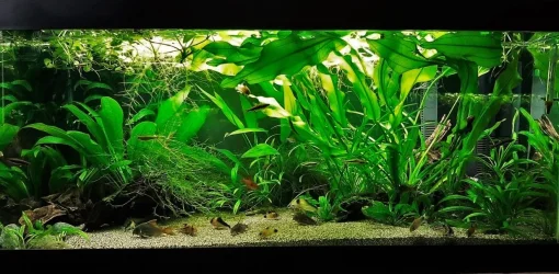 40g May 25 2020.webp