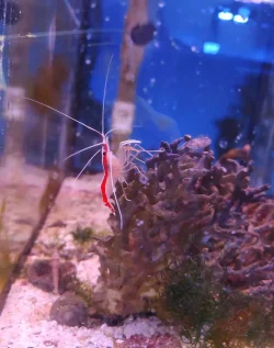 FramFish12.7.235.jpg