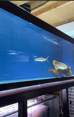 tank 3.3.webp