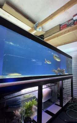 tank 9.webp