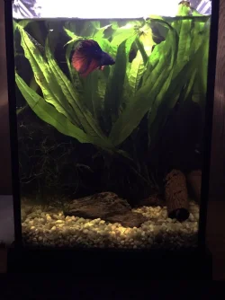 3Gal.jpg 3Gal.jpg