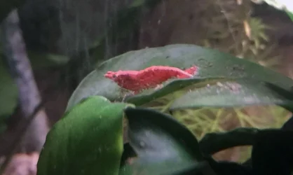 Shrimp1.webp