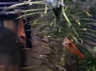 Shrimp2.webp