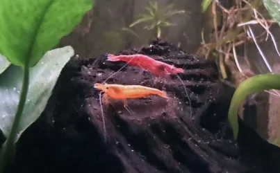 Shrimp3.webp