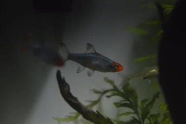 _DSC0007.webp